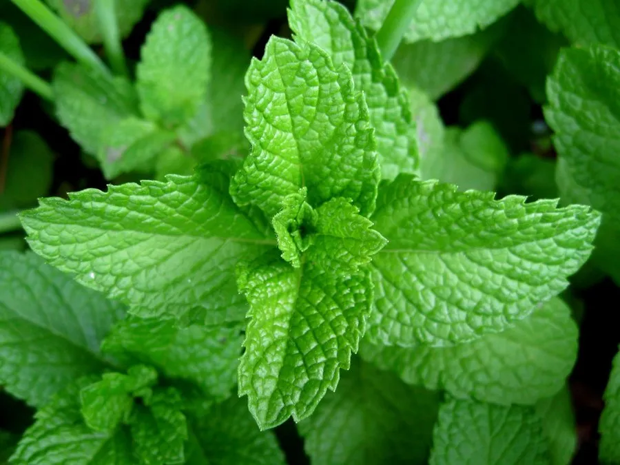 Gagan Other Powder - Mint Powder