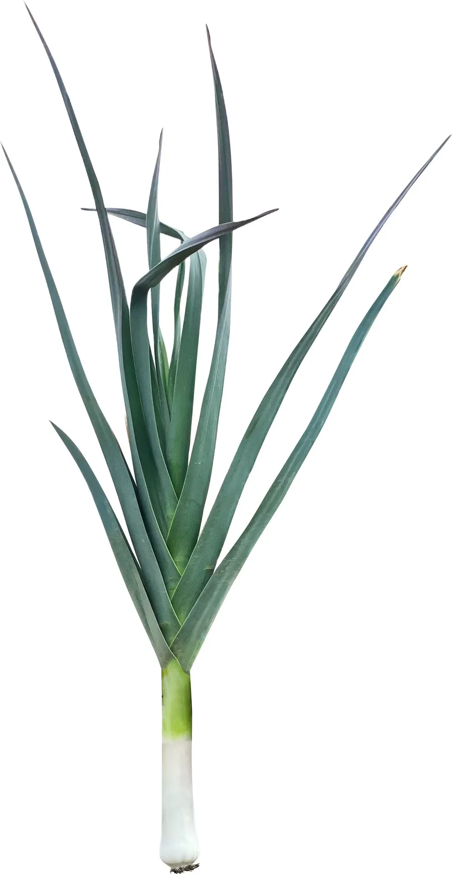 HSDL Leek