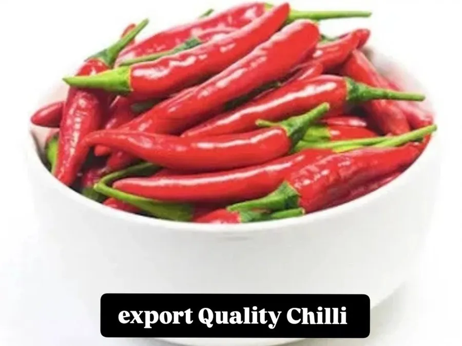 JJMP Agro Marketing Chilly Regular pack