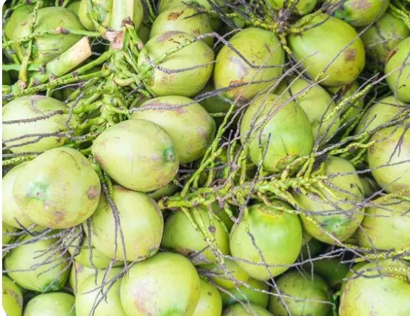JJMP Agro Marketing Coconut pack