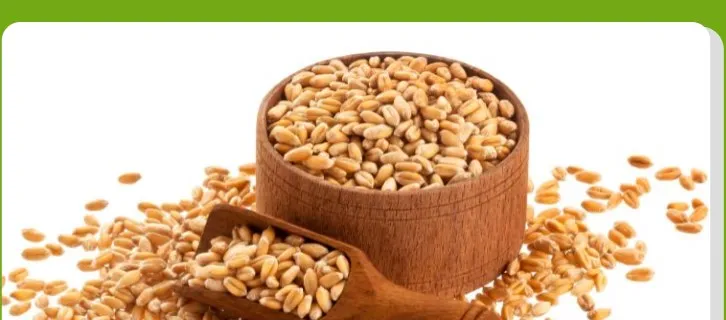 JJMP Agro Marketing Wheat pack